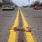 roadkill